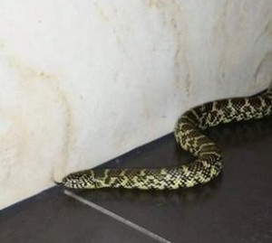 Holland Casino bezoekster vindt slang in toilet