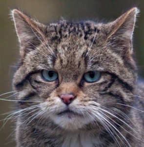 Schotse loterij doneert geld voor het behoud van de wilde kat